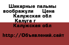 Шикарные пальмы “воображули“  › Цена ­ 2 - Калужская обл., Калуга г.  »    . Калужская обл.